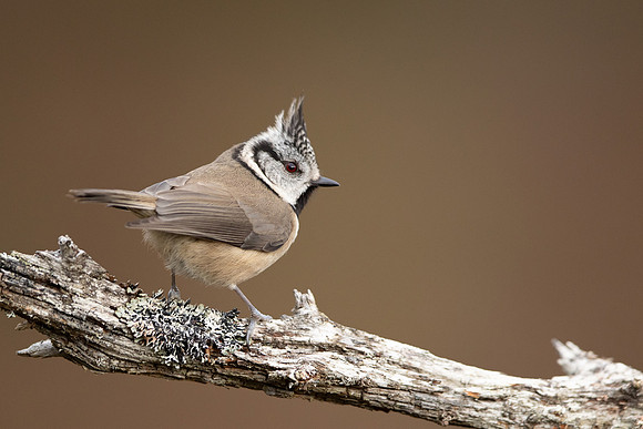 Crested Tit, Loch Garten, February 2022