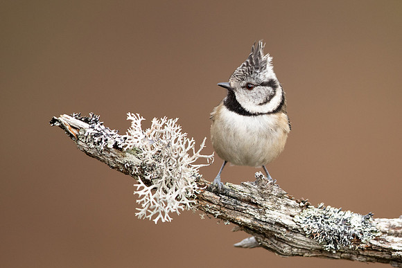 Crested Tit, Loch Garten, February 2022