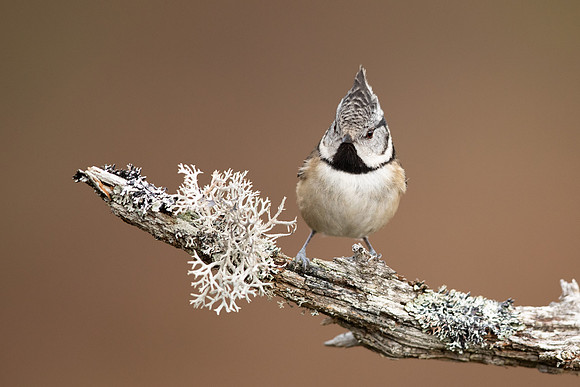 Crested Tit, Loch Garten, February 2022