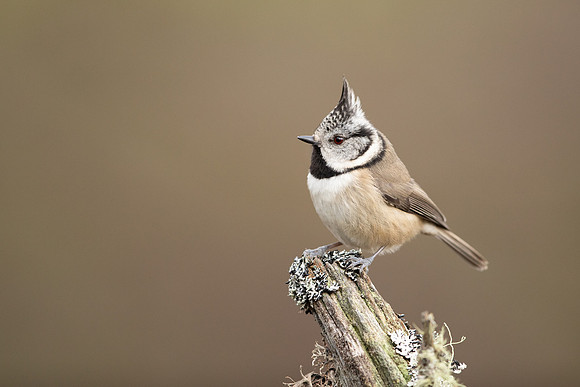 Crested Tit, Loch Garten, February 2022