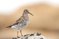 Purple Sandpiper, Raufarhofn, June 2022