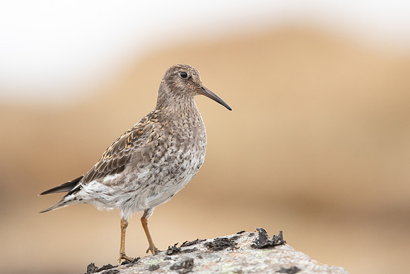 Purple Sandpiper, Raufarhofn, June 2022