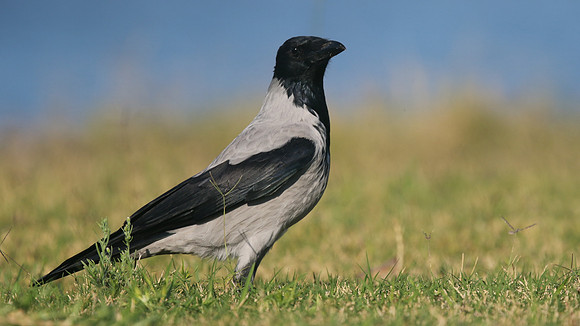 Hooded Crow, Paphos, Cyprus, October 2016