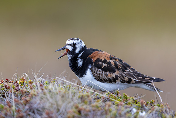 Turnstone, Ekkeroya, Norway, June 2025