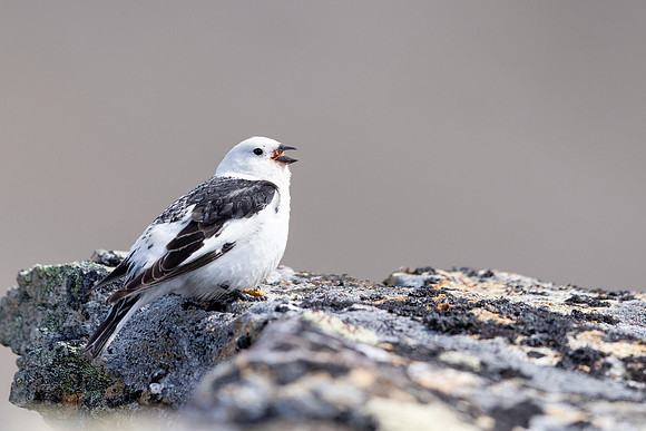 Snow Bunting, Mount Ailikas, Finland, June 2025