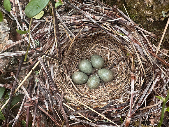 Redwing, Kuusamo, Finland, June 2025