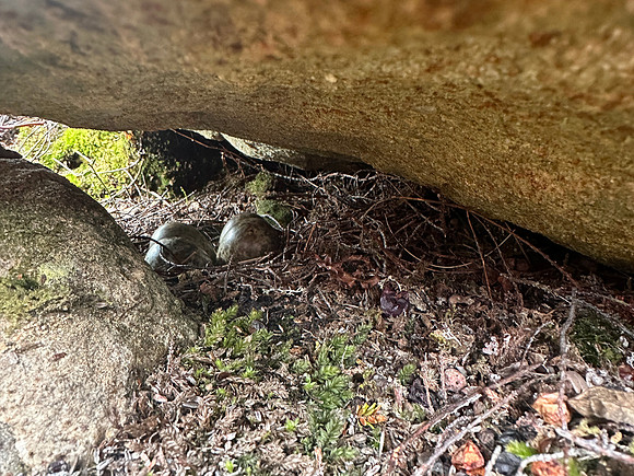 Turnstone, Ekkeroya, Norway, June 2025