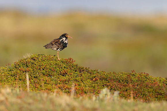 Ruff, Vadso, Norway, June 2025
