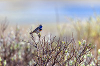 Bluethroat
