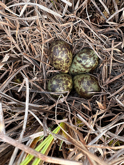 Ruff, Karigasniemi, Finland, June 2025