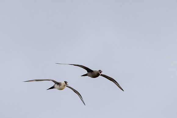 Arctic Skua, Ekkeroya, Norway, June 2025