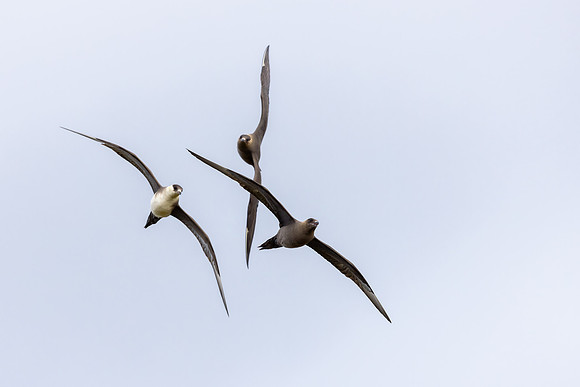 Arctic Skua, Ekkeroya, Norway, June 2025