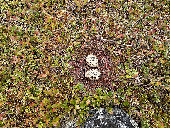Oystercatcher, Nesseby Church, Norway, June 2025