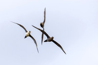 Arctic Skua, Ekkeroya, Norway, June 2025