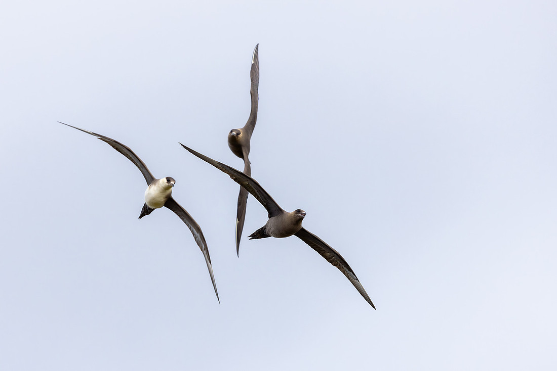 Arctic Skua, Ekkeroya, Norway, June 2025