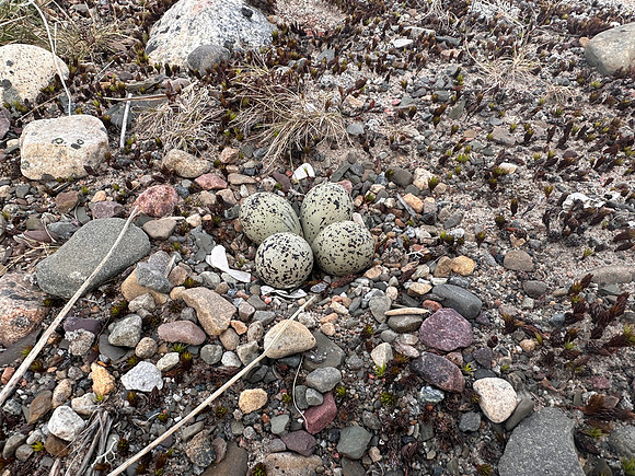 Northern Ringed Plover, Skallelv, Norway, June 2025