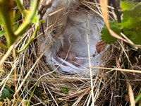 Willow Warbler, Sandfjord, Norway, June 2025
