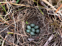 Bluethroat, Sandfjord, Norway, June 2025