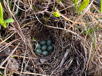 Bluethroat, Sandfjord, Norway, June 2025