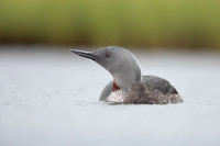 Red-throated Diver, Floi, Iceland, June 2022