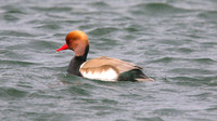 Red Crested Pochard, April 2015