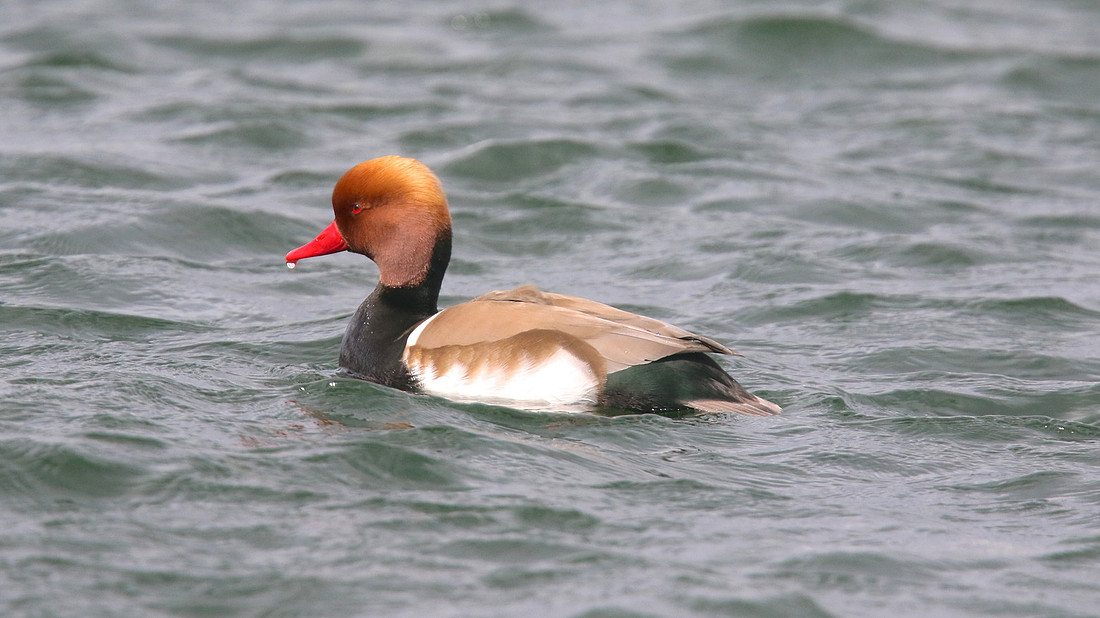 Red Crested Pochard, April 2015