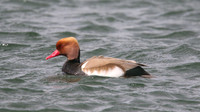 Red Crested Pochard, April 2015