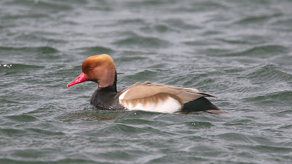 Red Crested Pochard, April 2015