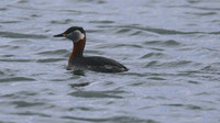 Red-necked Grebe, Farmoor Reservoir, April  2015