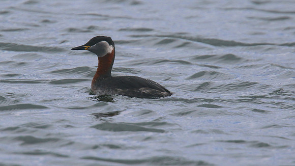 Red-necked Grebe, Farmoor Reservoir, April  2015