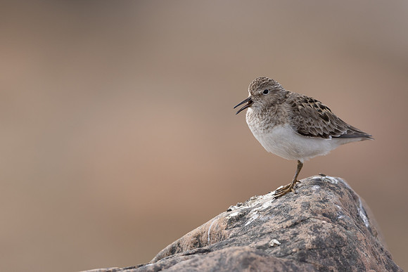 Temmincks Stint, Skallelv Neset, Norway, June 2023.