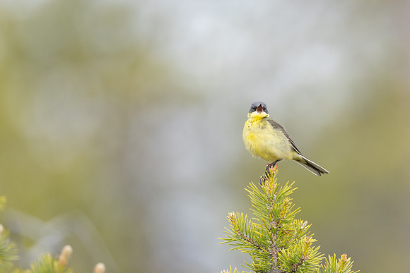Grey-headed Wagtail, Svanvik, June 2023