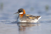 Red-necked Phalarope