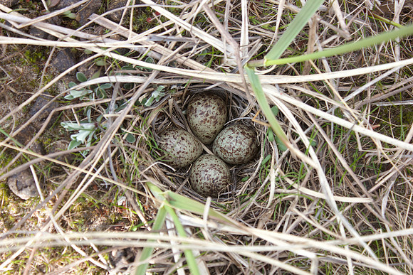 Temmincks Stint, Skallelv, Norway, June 2025