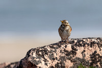 Redwing