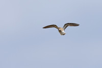 Temmincks Stint, Persfjorden, Norway June 2025