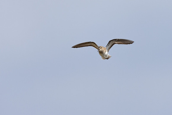 Temmincks Stint, Persfjorden, Norway June 2025