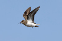 Temmincks Stint