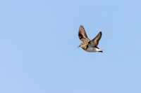 Temmincks Stint, Persfjorden, Norway June 2025