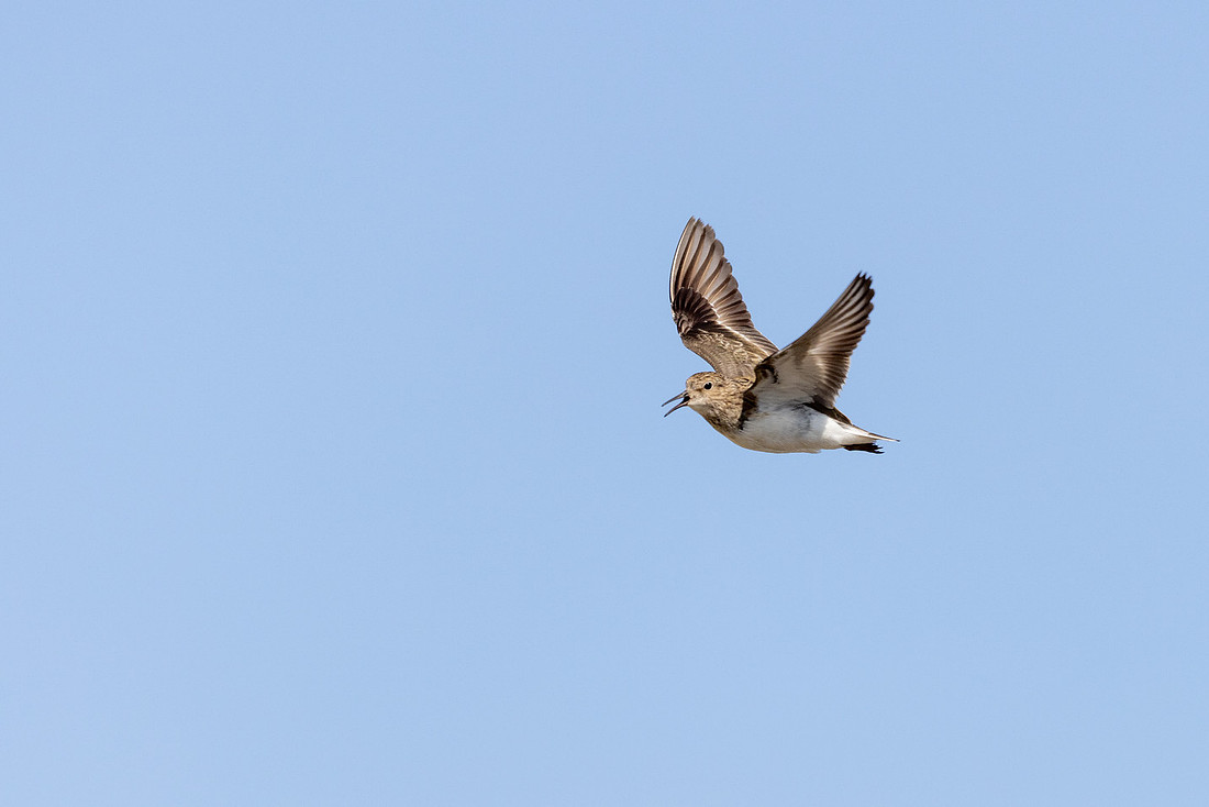 Temmincks Stint, Persfjorden, Norway June 2025