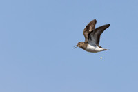Temmincks Stint, Persfjorden, Norway June 2025