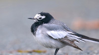 Masked Wagtail, Camrose, Pembrokeshire, December 2016