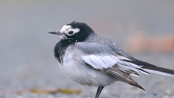 Masked Wagtail, Camrose, Pembrokeshire, December 2016