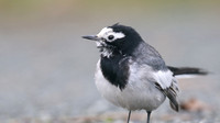 Masked Wagtail, Camrose, Pembrokeshire, December 2016