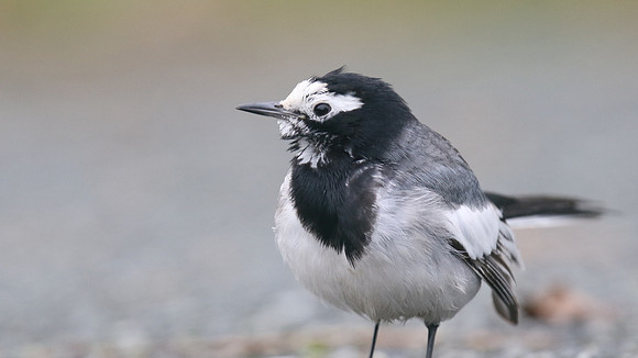 Masked Wagtail, Camrose, Pembrokeshire, December 2016