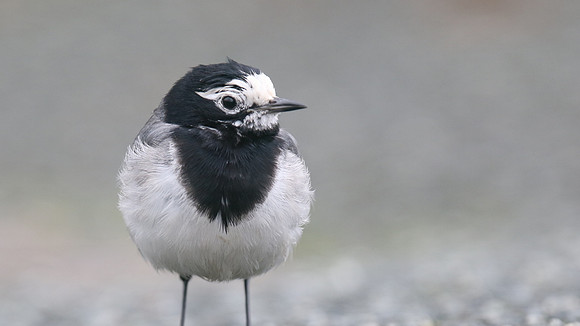 Masked Wagtail, Camrose, Pembrokeshire, December 2016