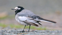 Masked Wagtail, Camrose, Pembrokeshire, December 2016