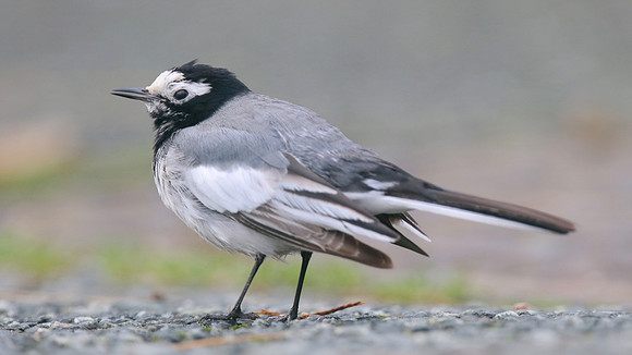 Masked Wagtail, Camrose, Pembrokeshire, December 2016