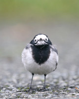 Masked Wagtail, Camrose, Pembrokeshire, December 2016