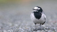 Masked Wagtail, Camrose, Pembrokeshire, December 2016